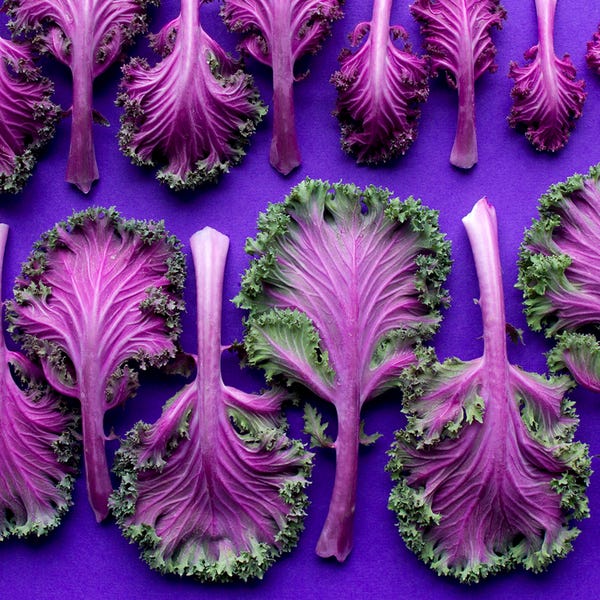 Bright, fun photo from above of individual leaves of purple cabbage with green outsides arranged in 2 rows on all purple background